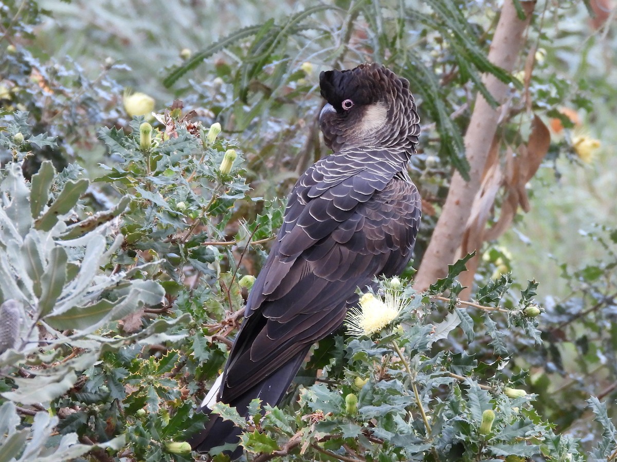 Carnaby's Black-Cockatoo - Scott Fox