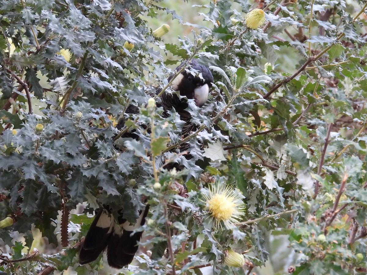 Carnaby's Black-Cockatoo - Scott Fox