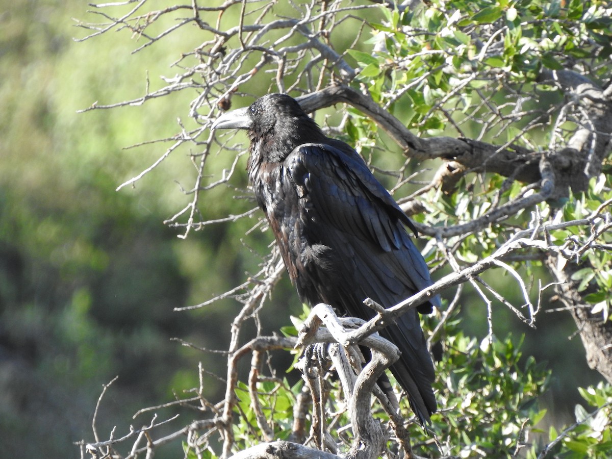 Common Raven - ML622873293