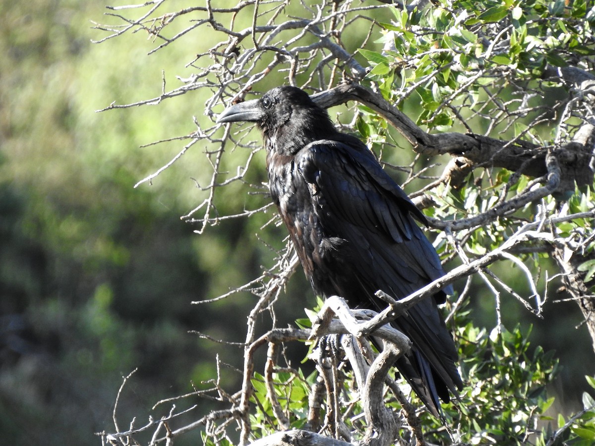 Common Raven - ML622873294