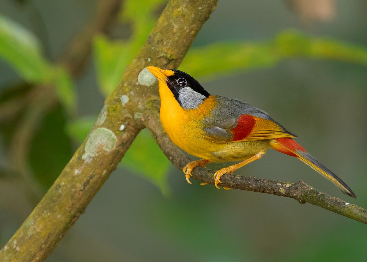 Silver-eared Mesia (Silver-eared) - ML622873388