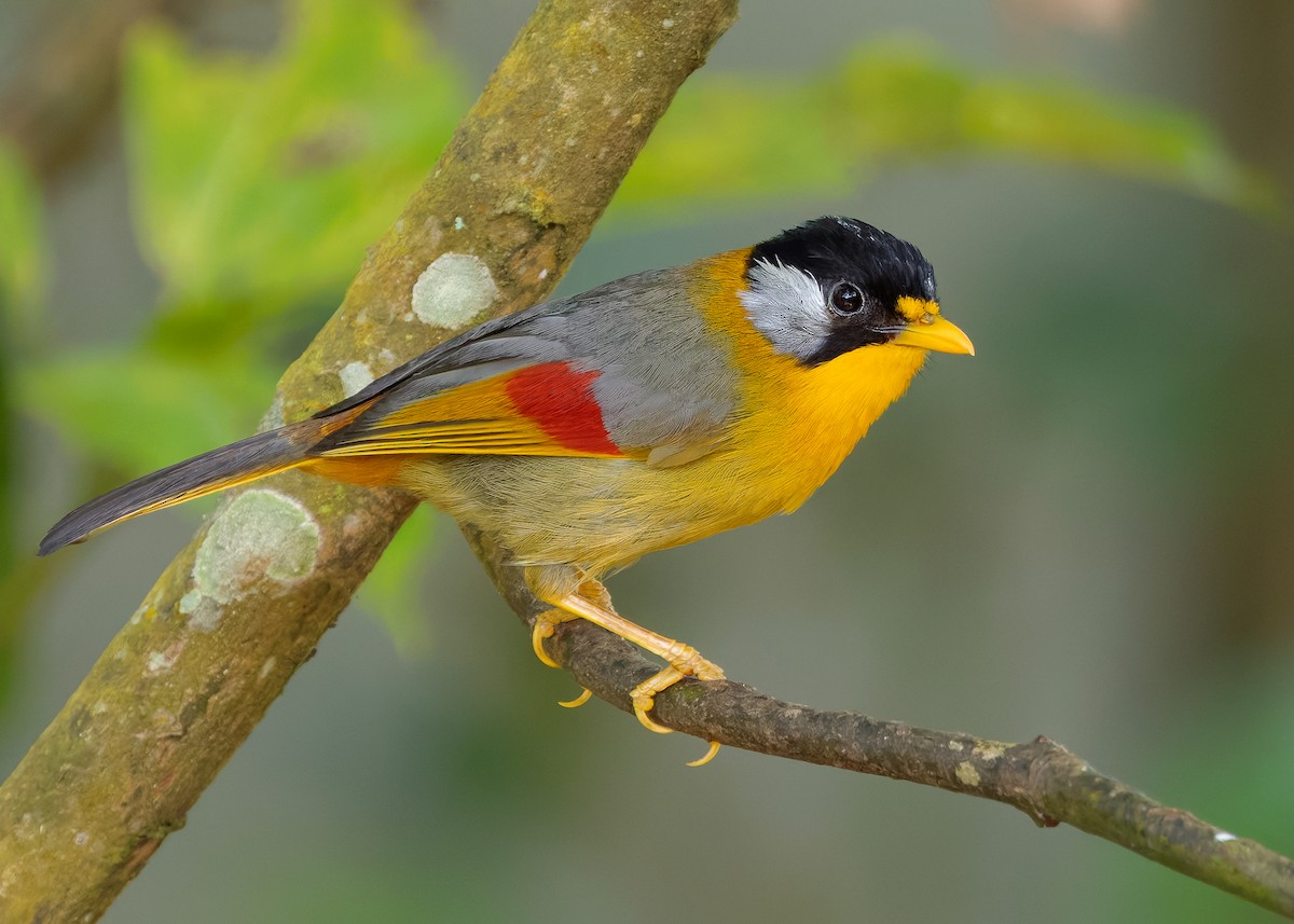 Silver-eared Mesia (Silver-eared) - ML622873389