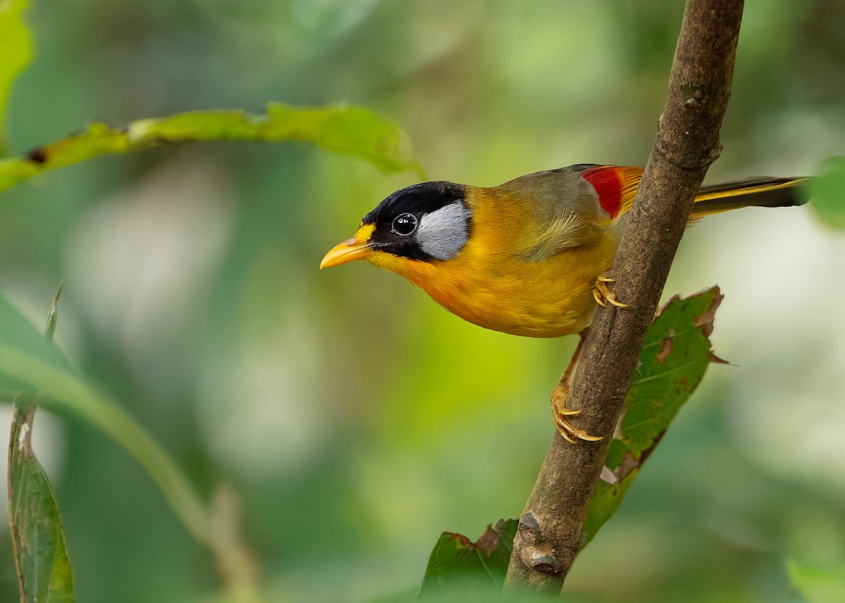 Silver-eared Mesia (Silver-eared) - Ayuwat Jearwattanakanok