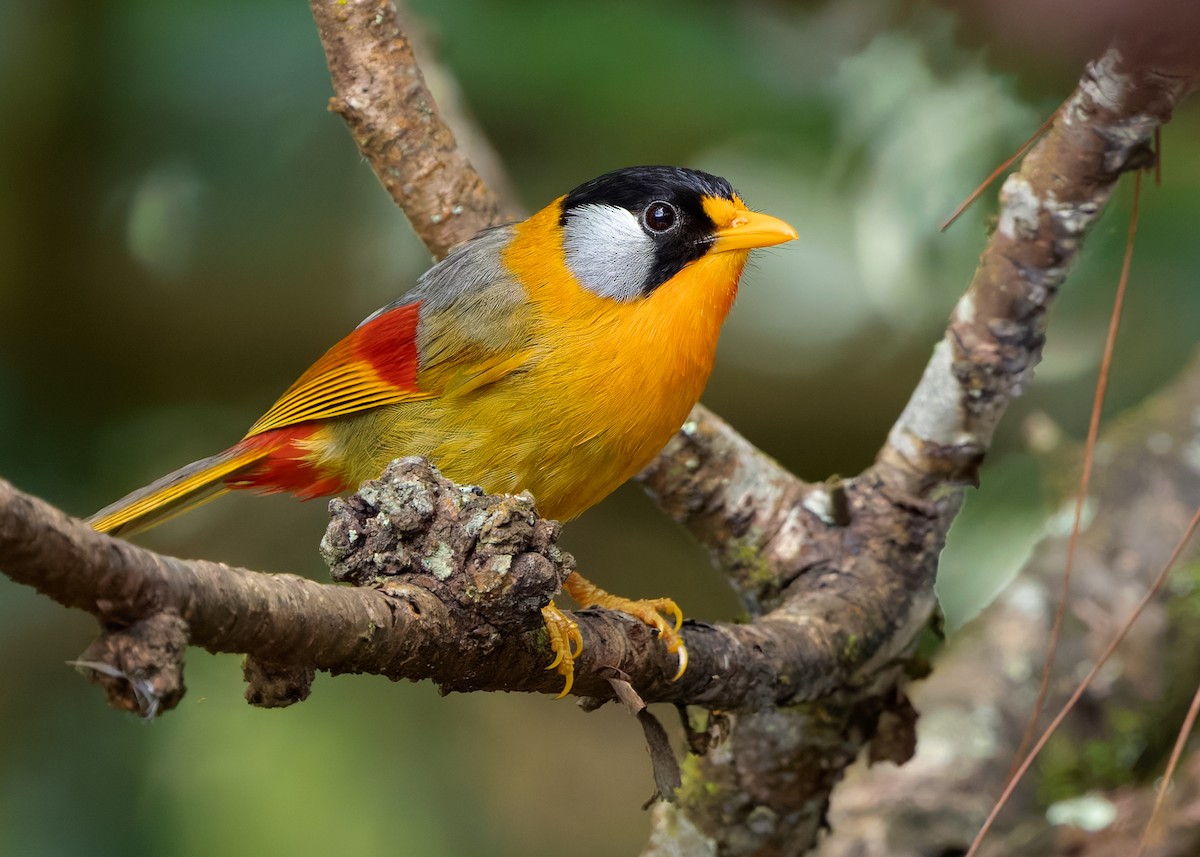 Silver-eared Mesia (Silver-eared) - ML622873393