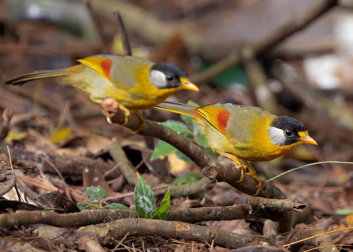 Silver-eared Mesia (Silver-eared) - ML622873394