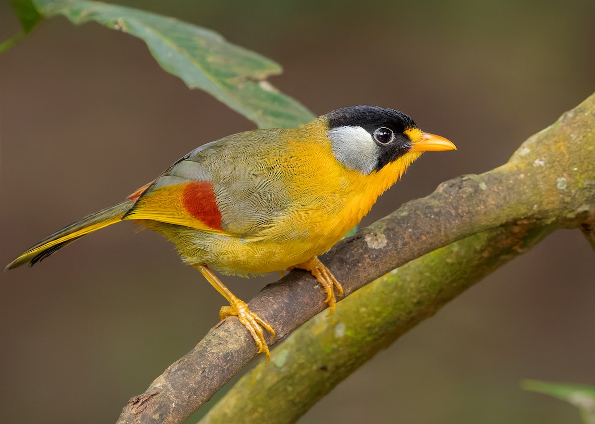 Silver-eared Mesia (Silver-eared) - ML622873395