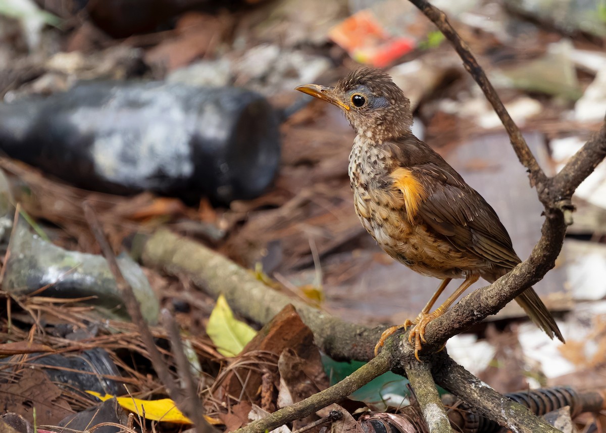 Black-breasted Thrush - ML622873432