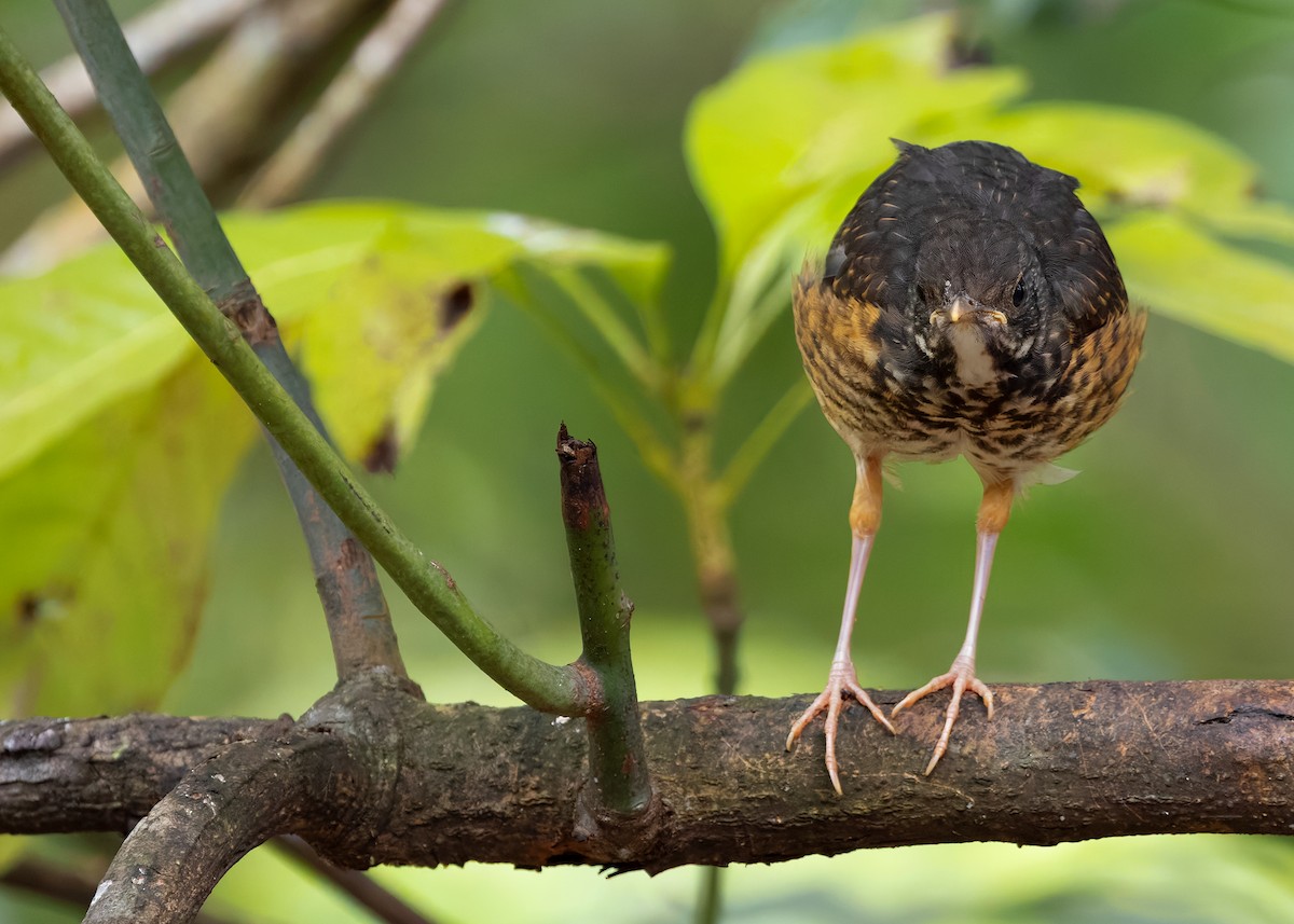 Black-breasted Thrush - ML622873433