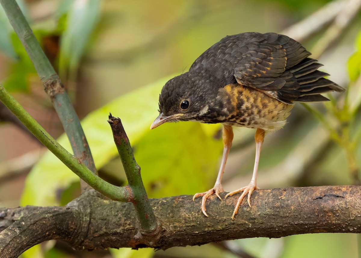 Black-breasted Thrush - ML622873434