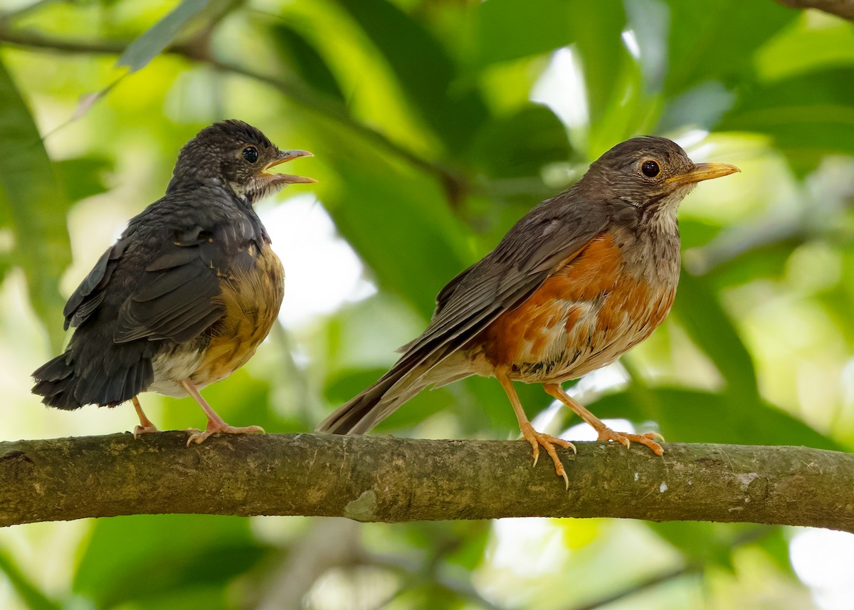 Black-breasted Thrush - ML622873435