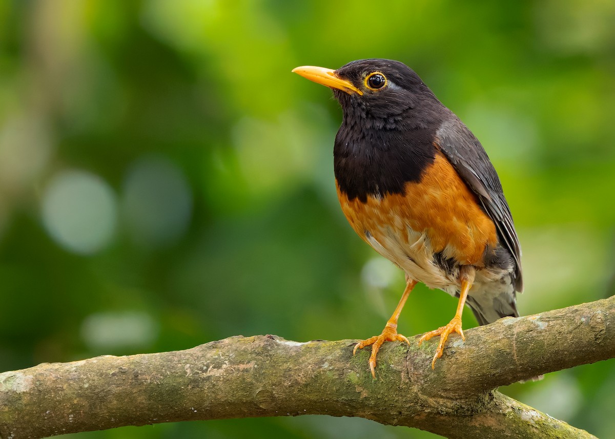 Black-breasted Thrush - ML622873437