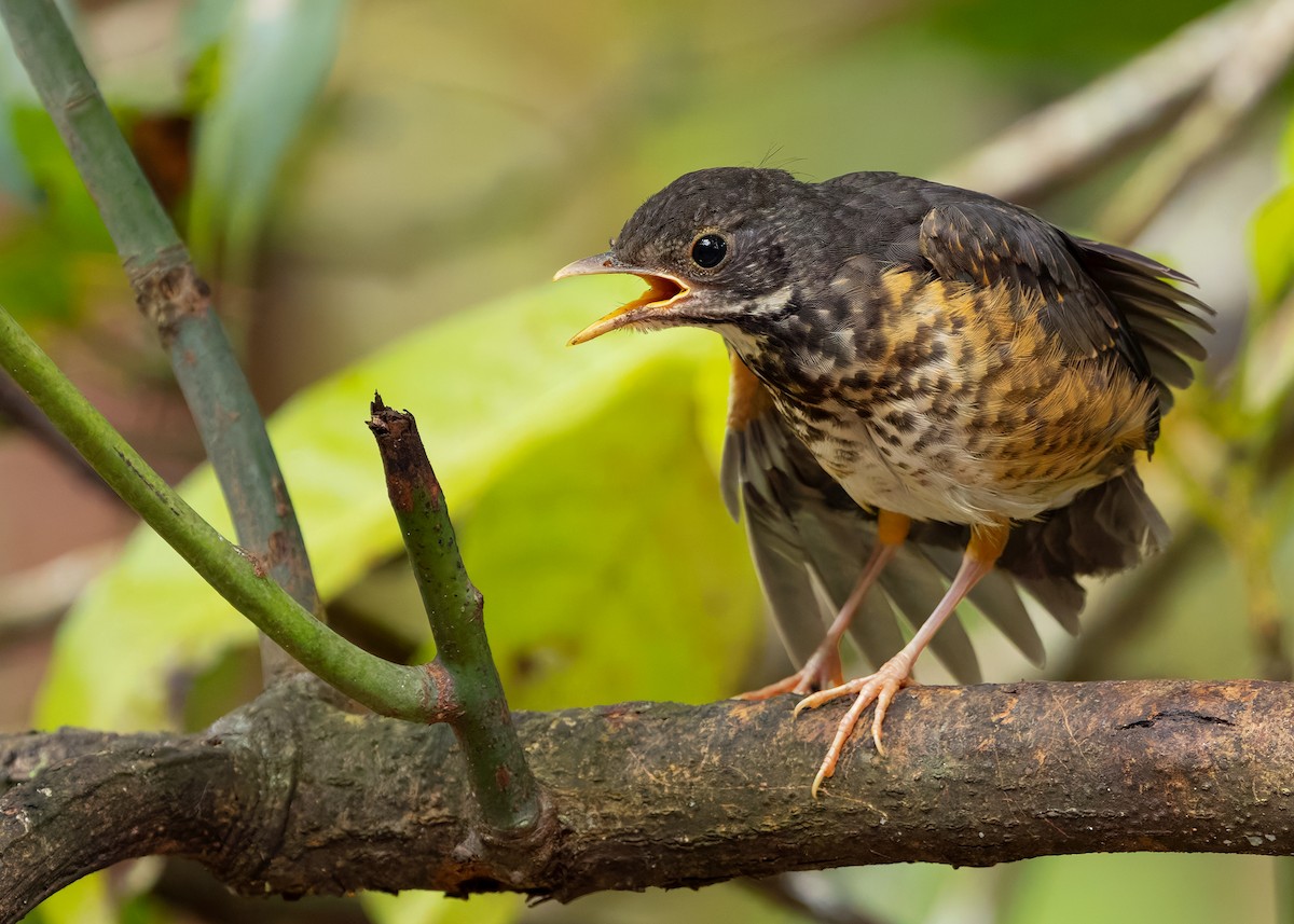 Black-breasted Thrush - ML622873438