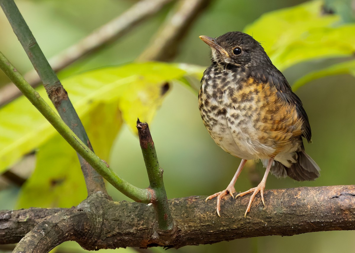 Black-breasted Thrush - ML622873439