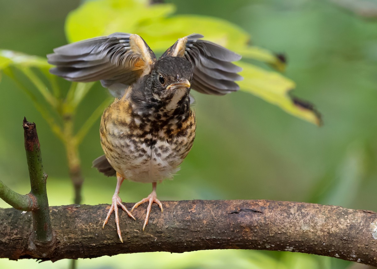 Black-breasted Thrush - ML622873440