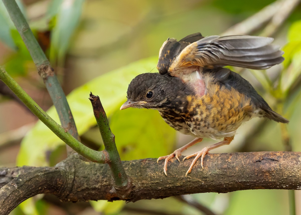 Black-breasted Thrush - ML622873441