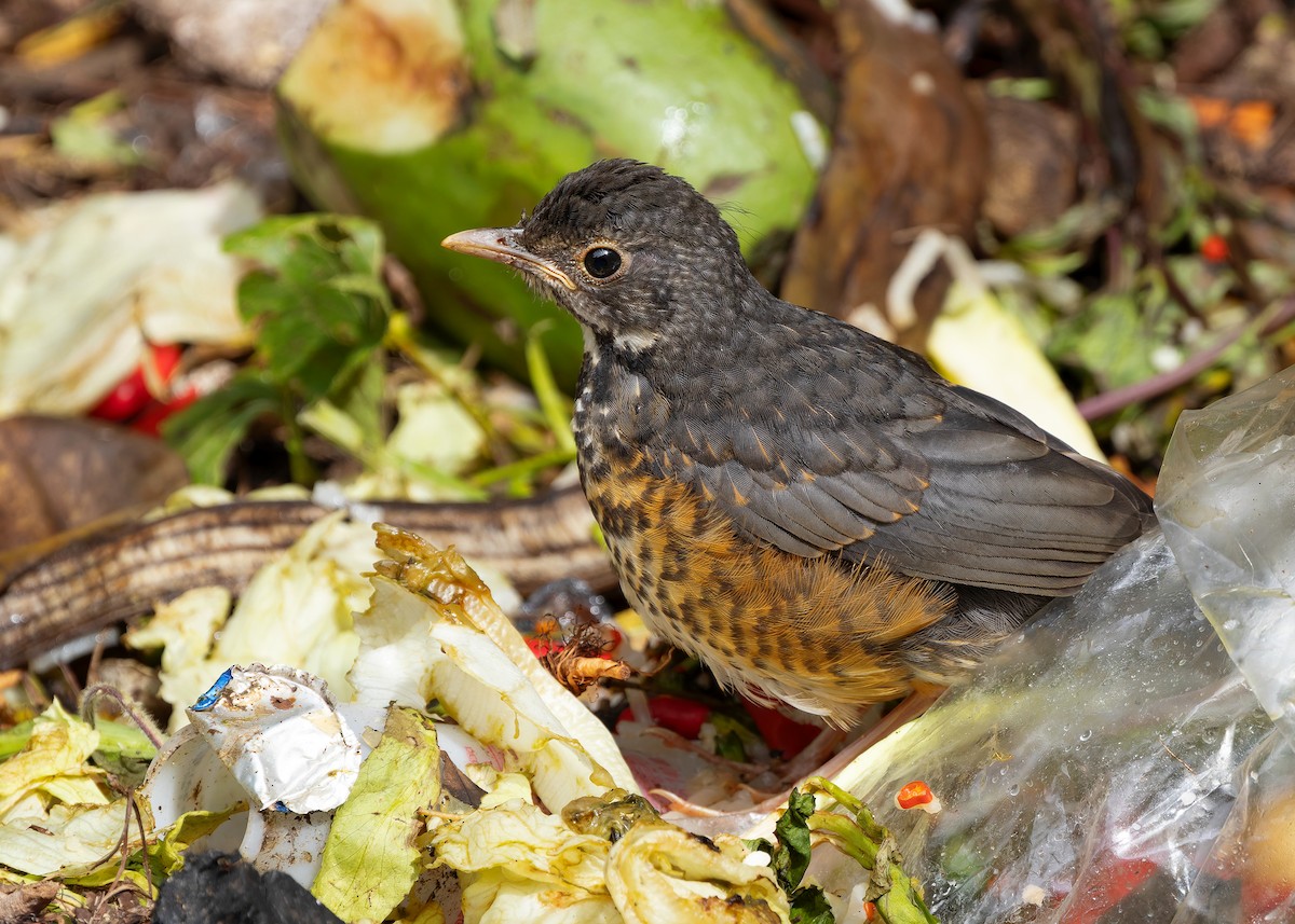 Black-breasted Thrush - ML622873442