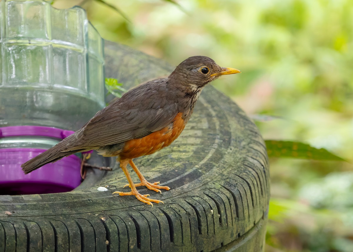 Black-breasted Thrush - ML622873447