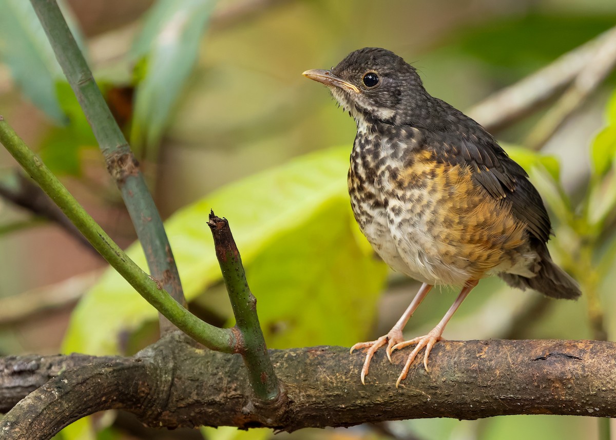 Black-breasted Thrush - ML622873449