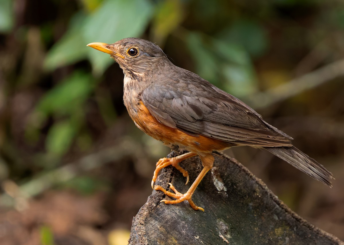 Black-breasted Thrush - ML622873451