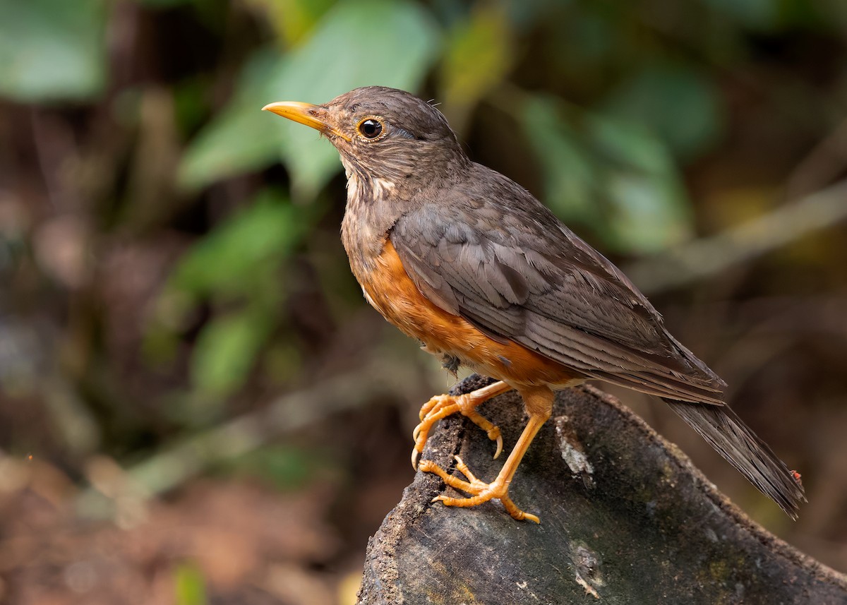 Black-breasted Thrush - ML622873452