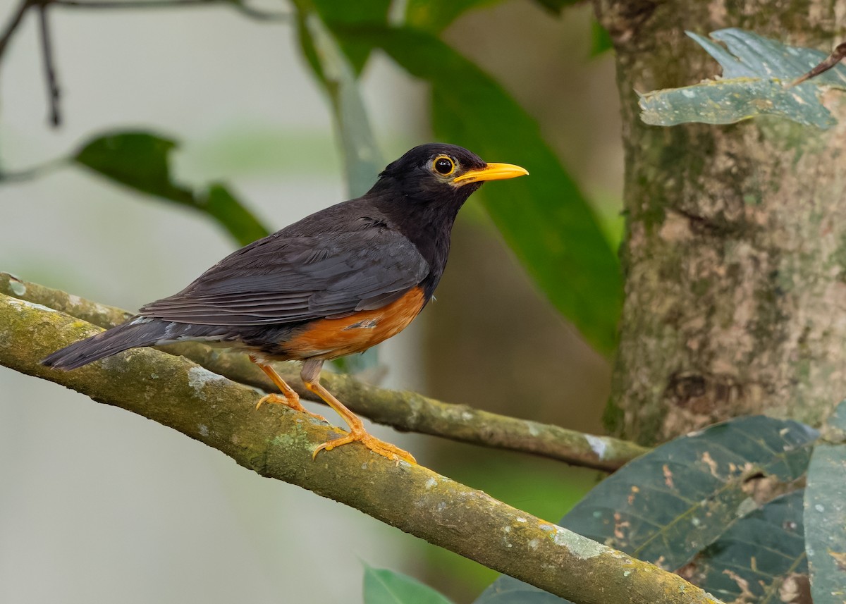 Black-breasted Thrush - ML622873482