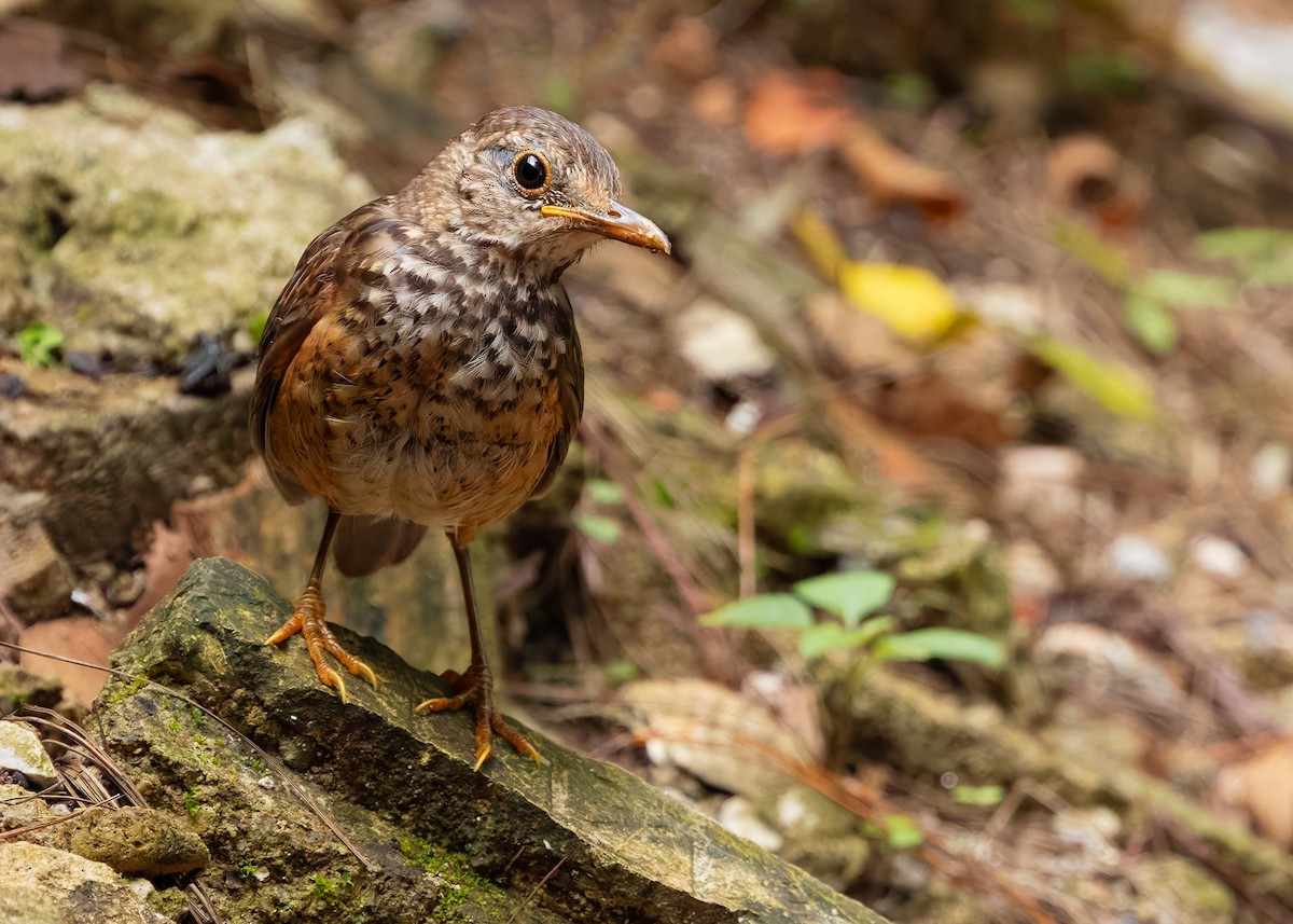 Black-breasted Thrush - ML622873483