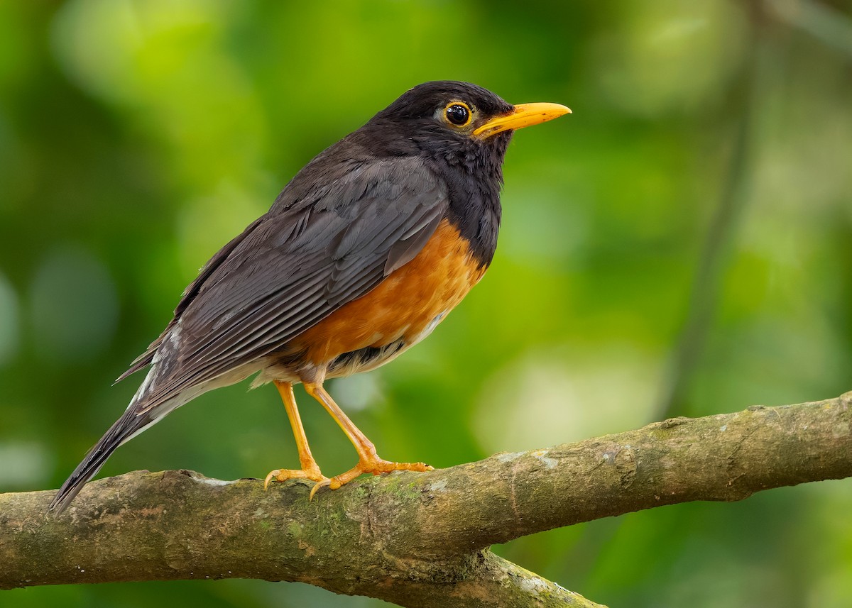 Black-breasted Thrush - ML622873485