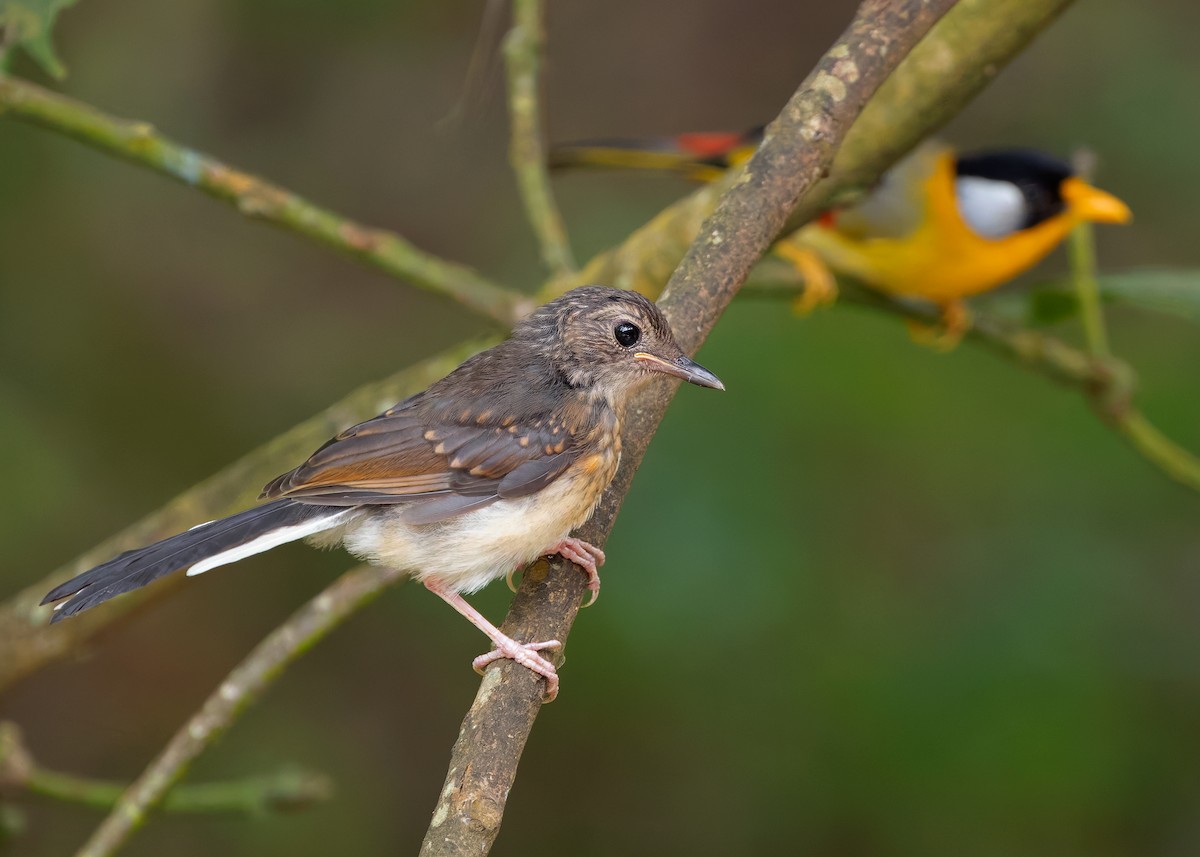 White-rumped Shama (White-rumped) - ML622873494