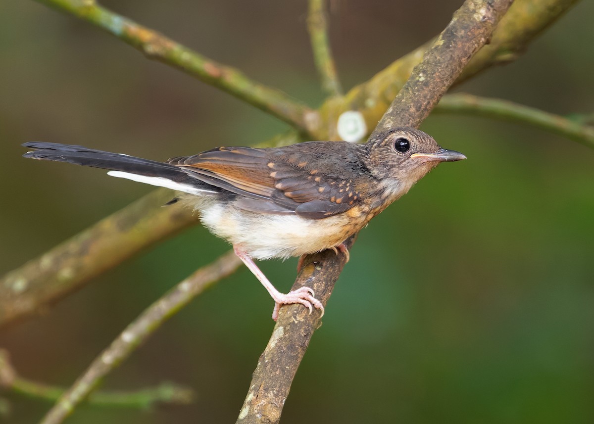 White-rumped Shama (White-rumped) - ML622873495