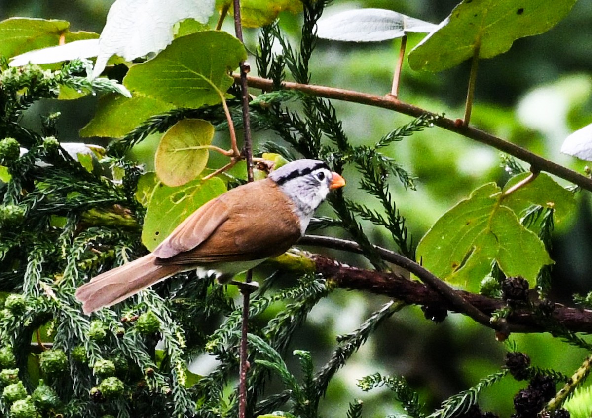 Gray-headed Parrotbill - ML622873511