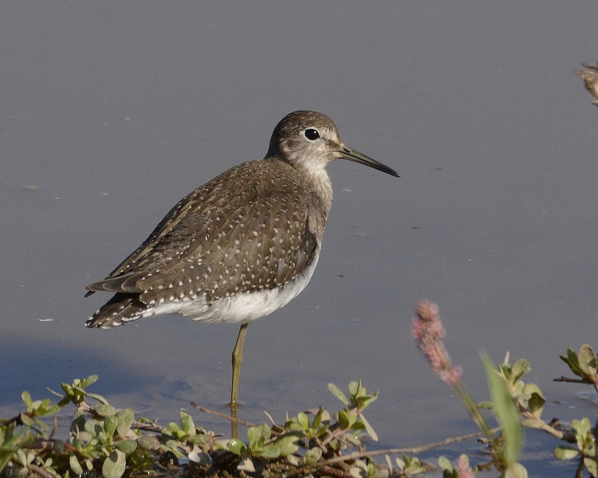 Solitary Sandpiper - ML622873554