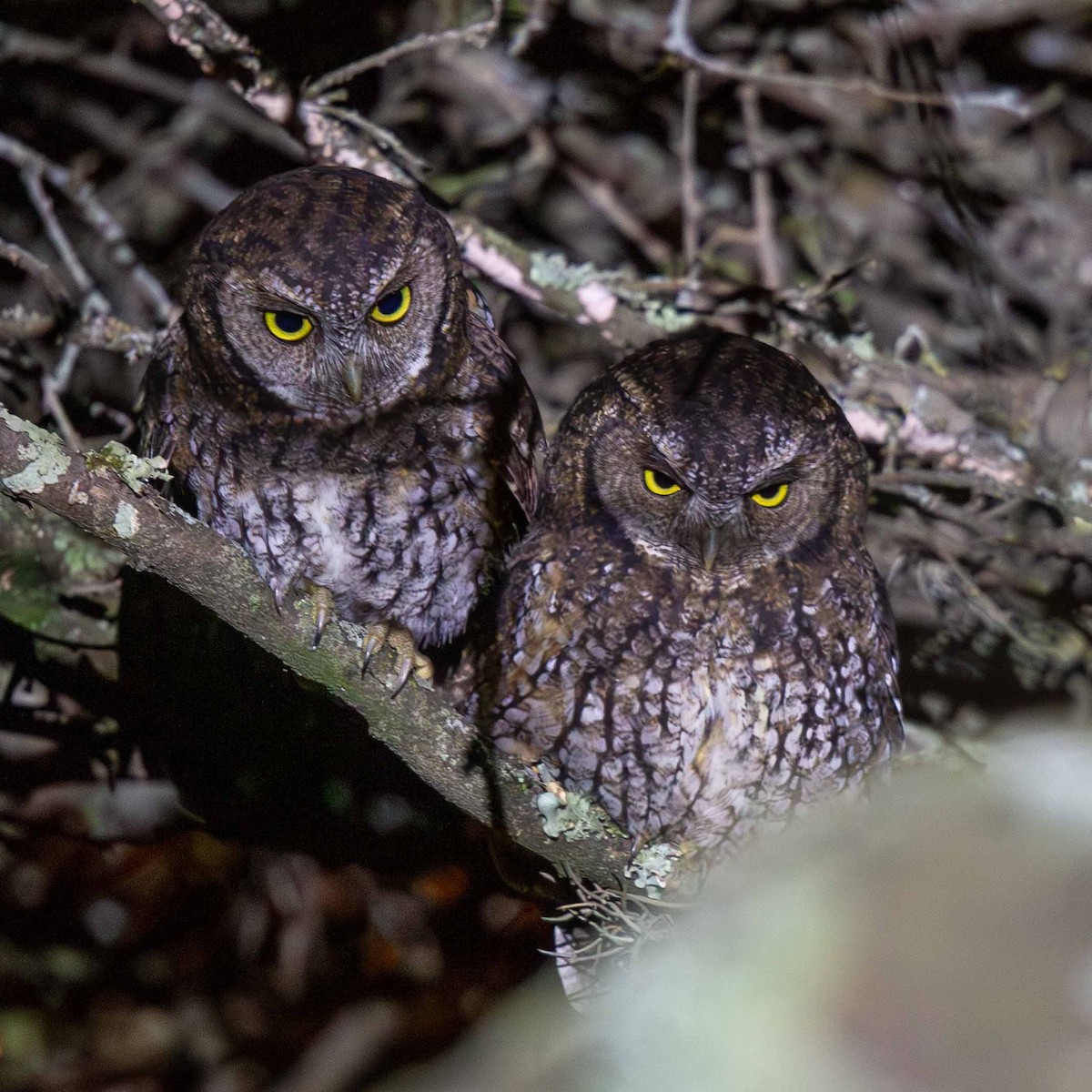 Koepcke's Screech-Owl - ML622873632