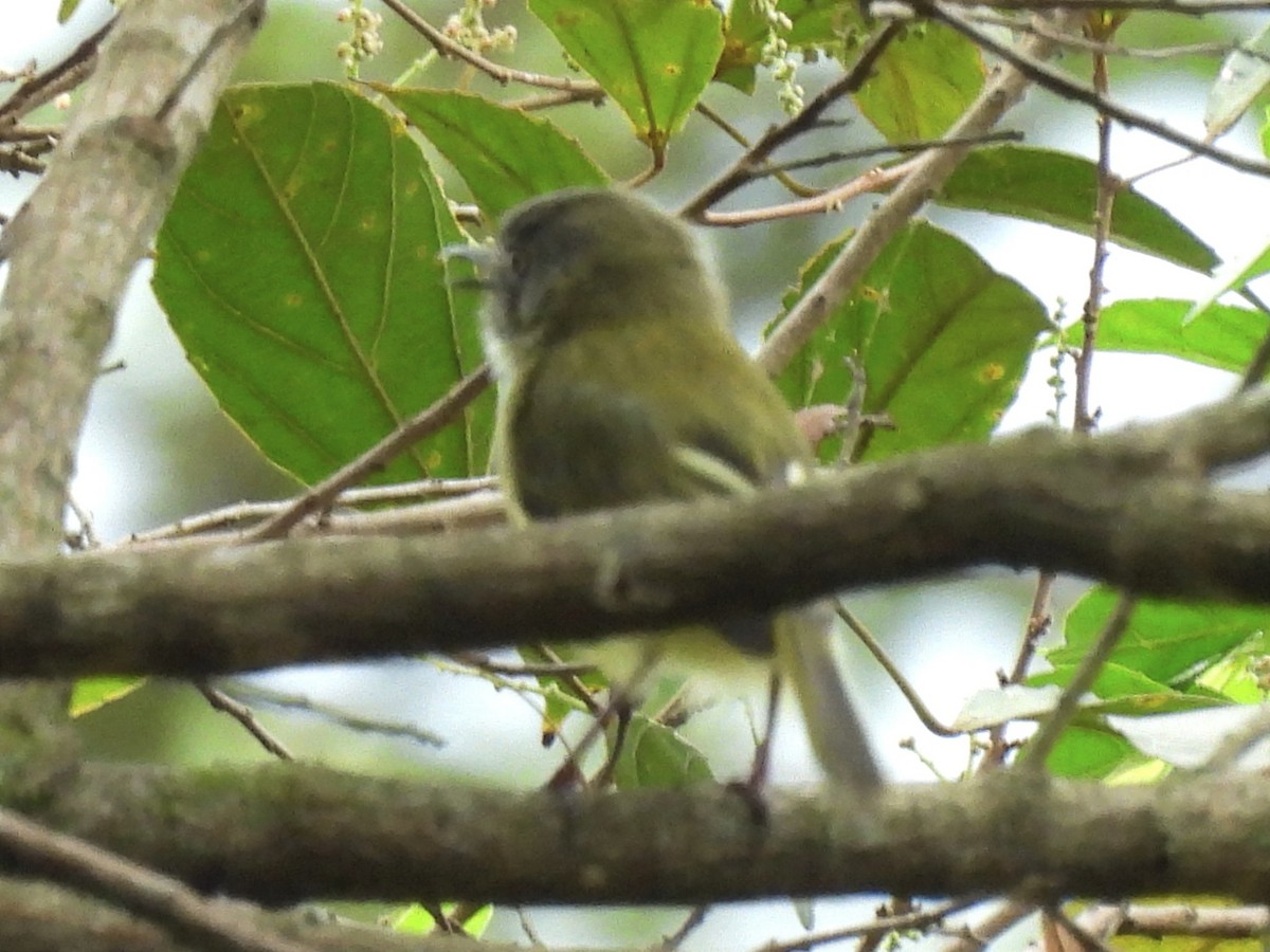 Stripe-necked Tody-Tyrant - ML622873667