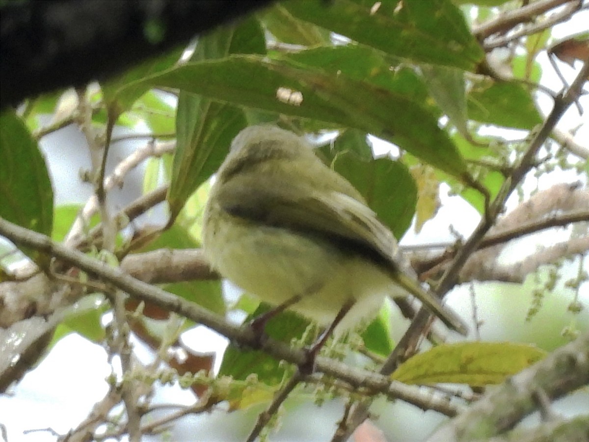 Stripe-necked Tody-Tyrant - ML622873669