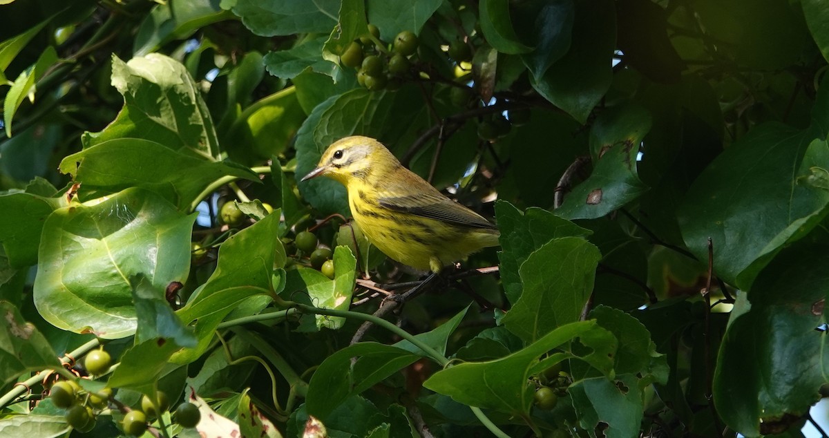 Paruline des prés - ML622873762