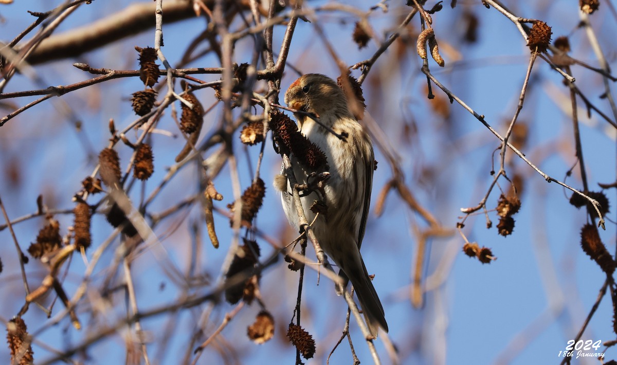 Common/Lesser Redpoll - ML622873768