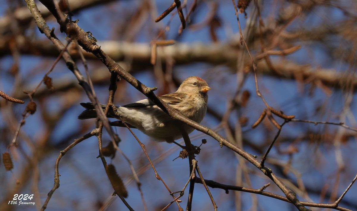 Common/Lesser Redpoll - ML622873770