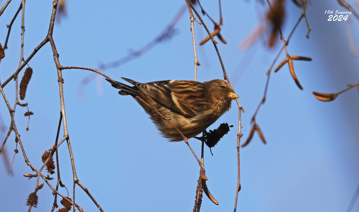 Common/Lesser Redpoll - ML622873772