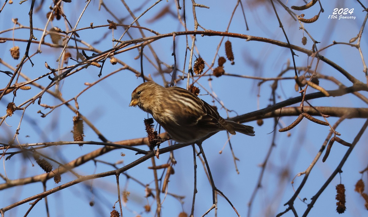 Common/Lesser Redpoll - ML622873773