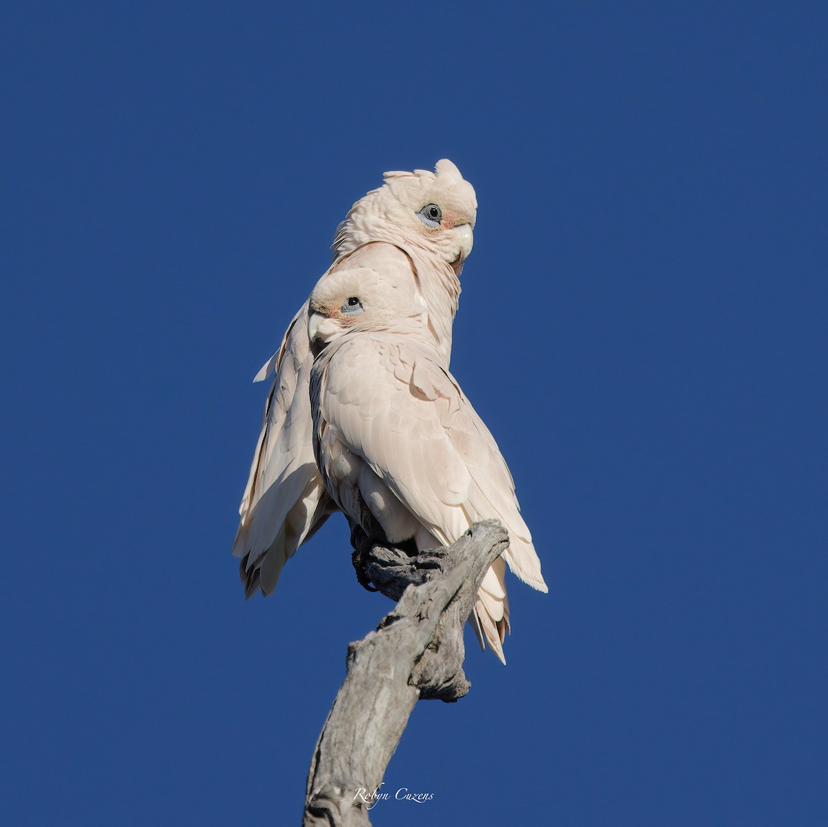 Little Corella - ML622873802