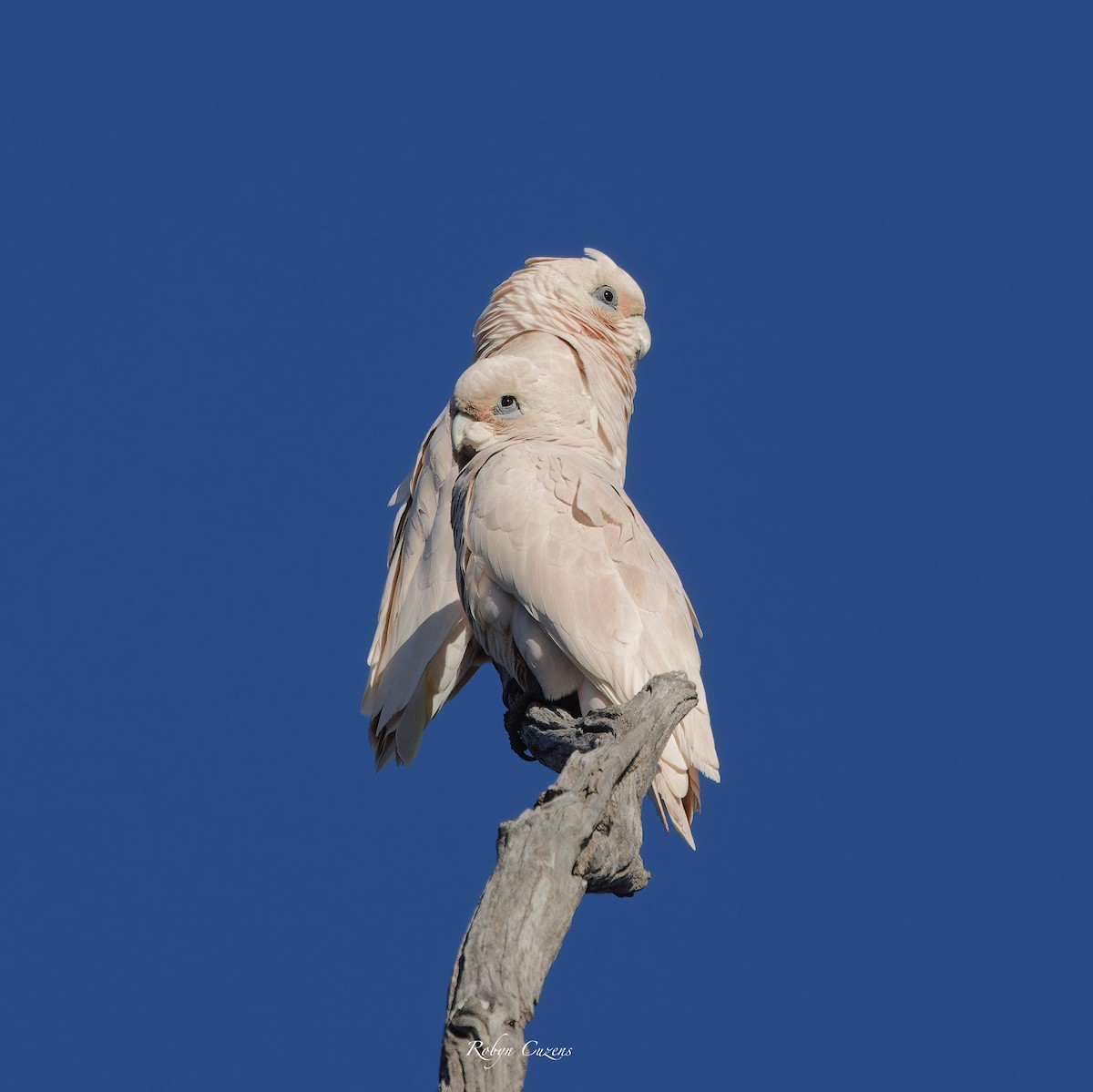 Little Corella - ML622873803