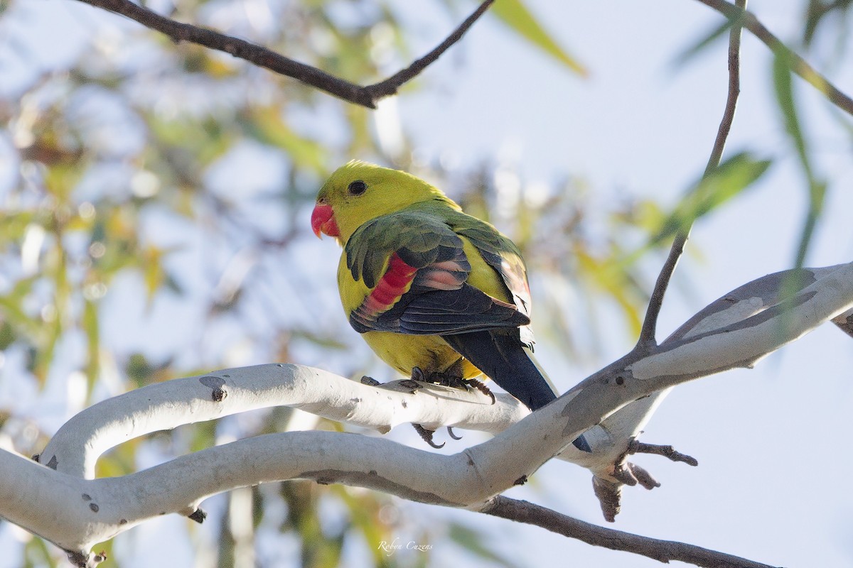 Regent Parrot - ML622873808