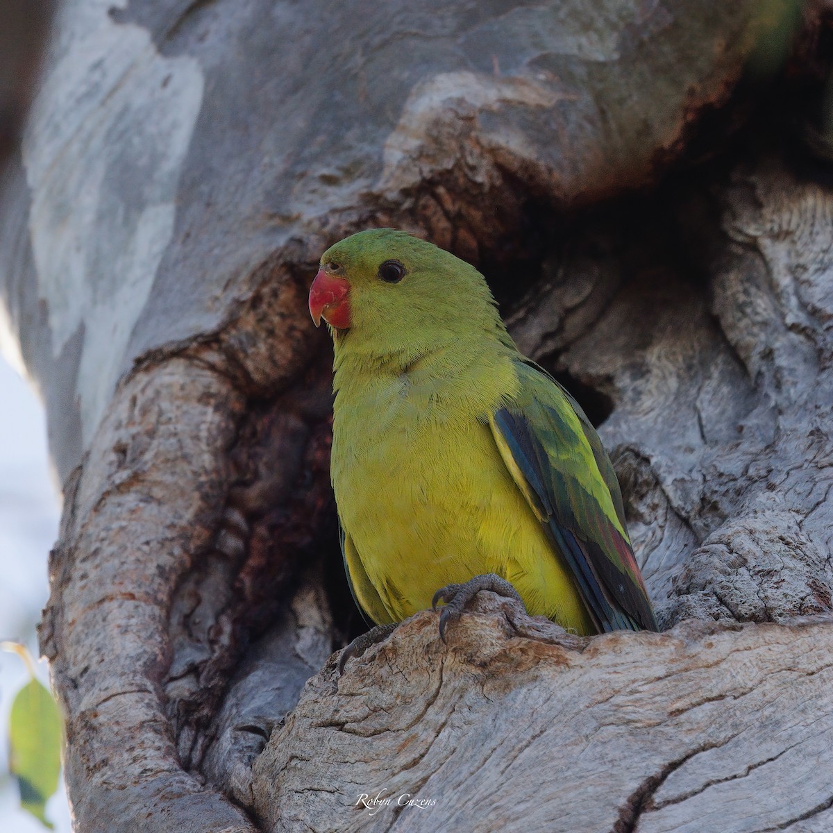 Regent Parrot - ML622873809