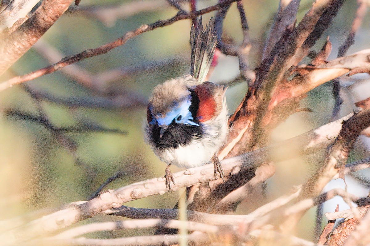 Purple-backed Fairywren - ML622873819