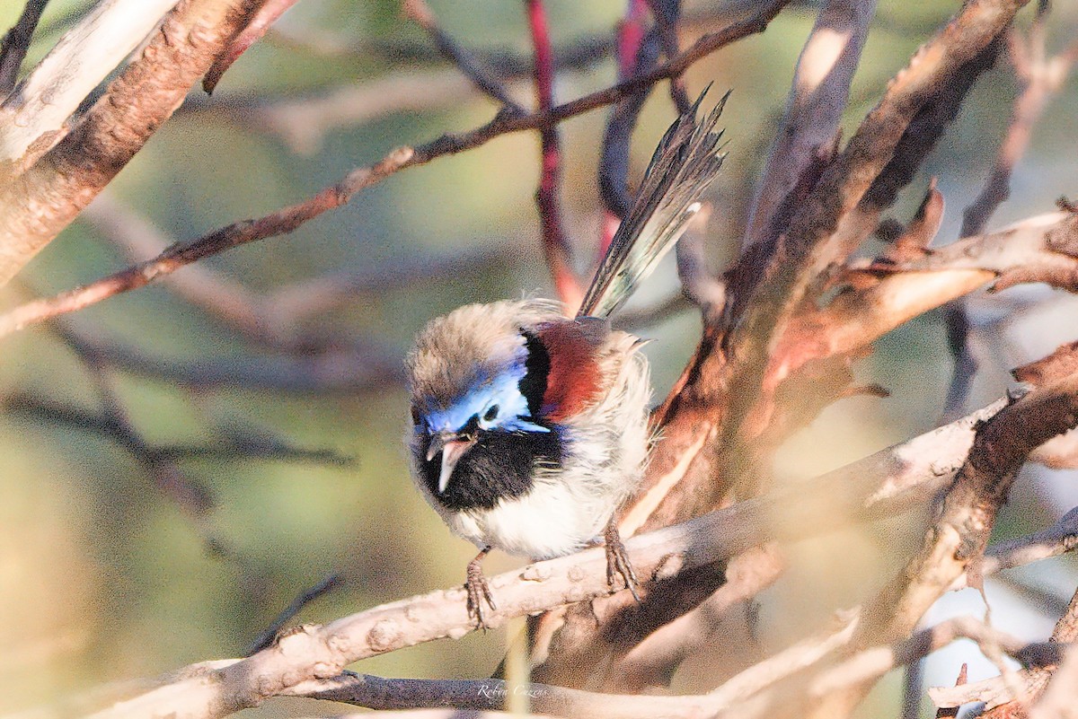 Purple-backed Fairywren - ML622873820