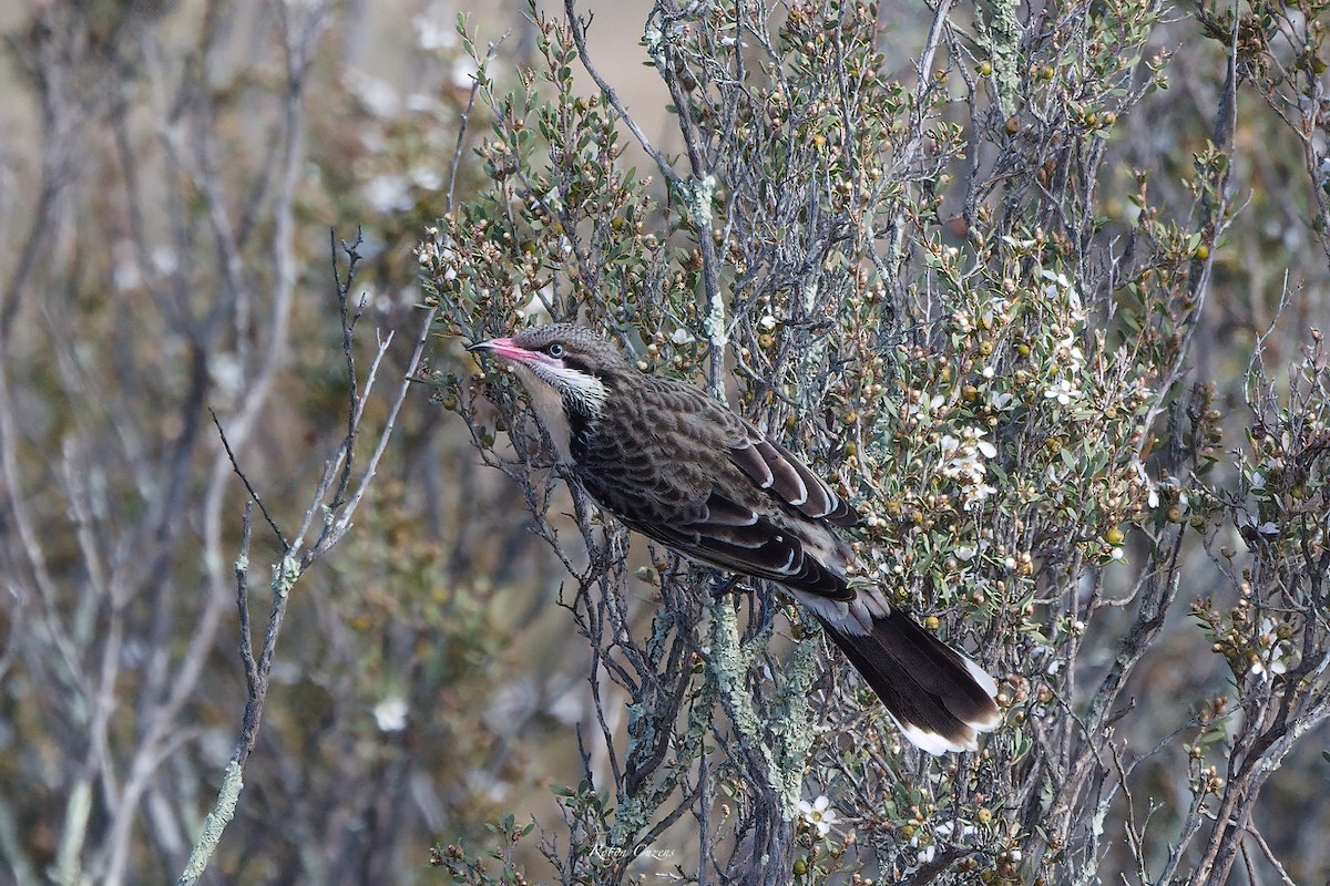 Spiny-cheeked Honeyeater - ML622873828