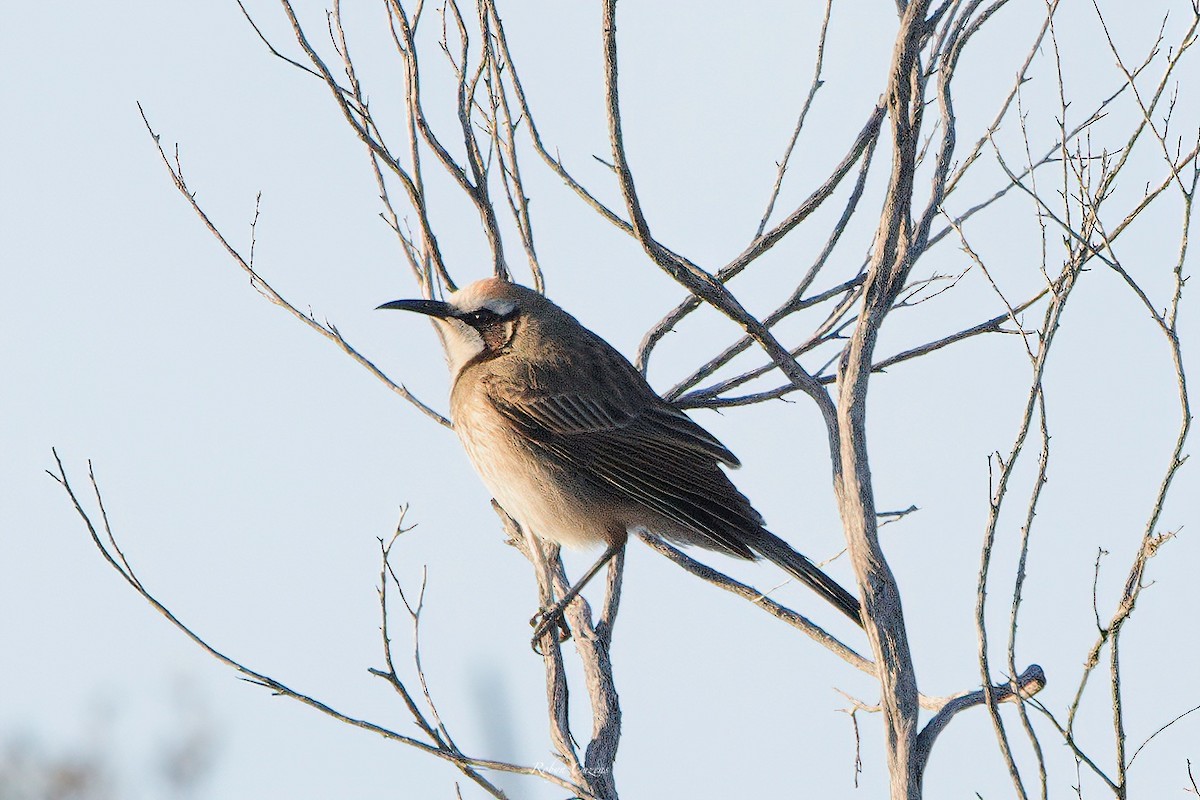 Tawny-crowned Honeyeater - ML622873830