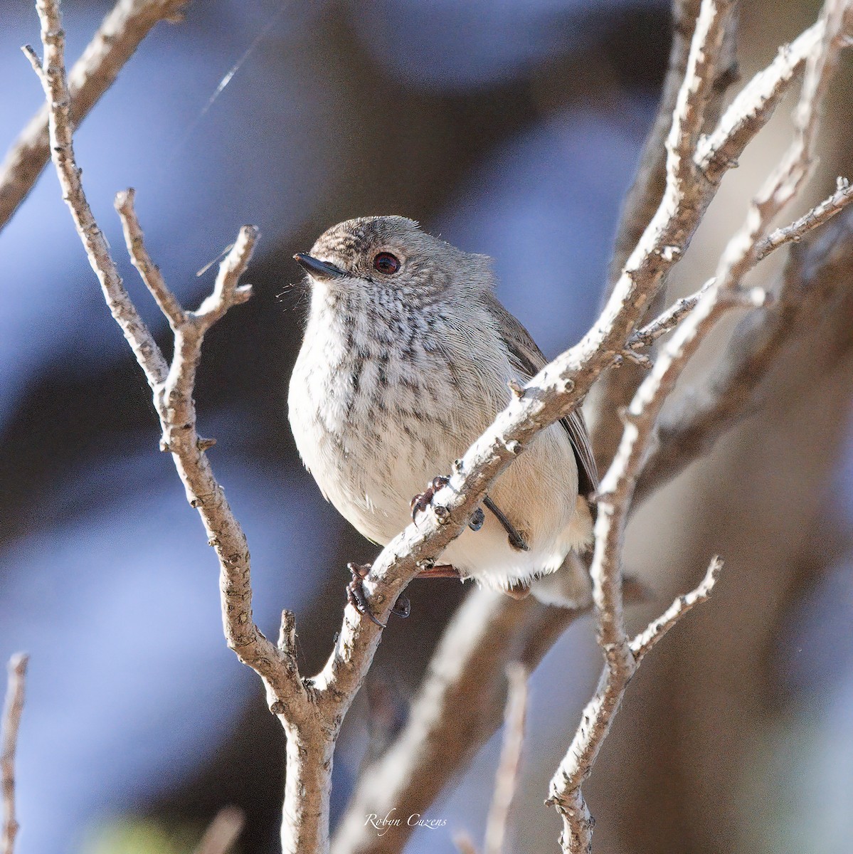 Inland Thornbill - ML622873837