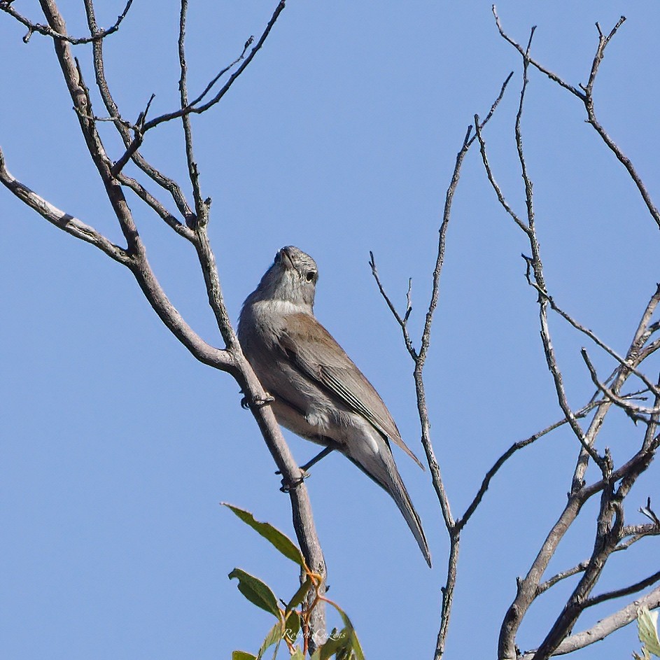 Gray Shrikethrush - ML622873847