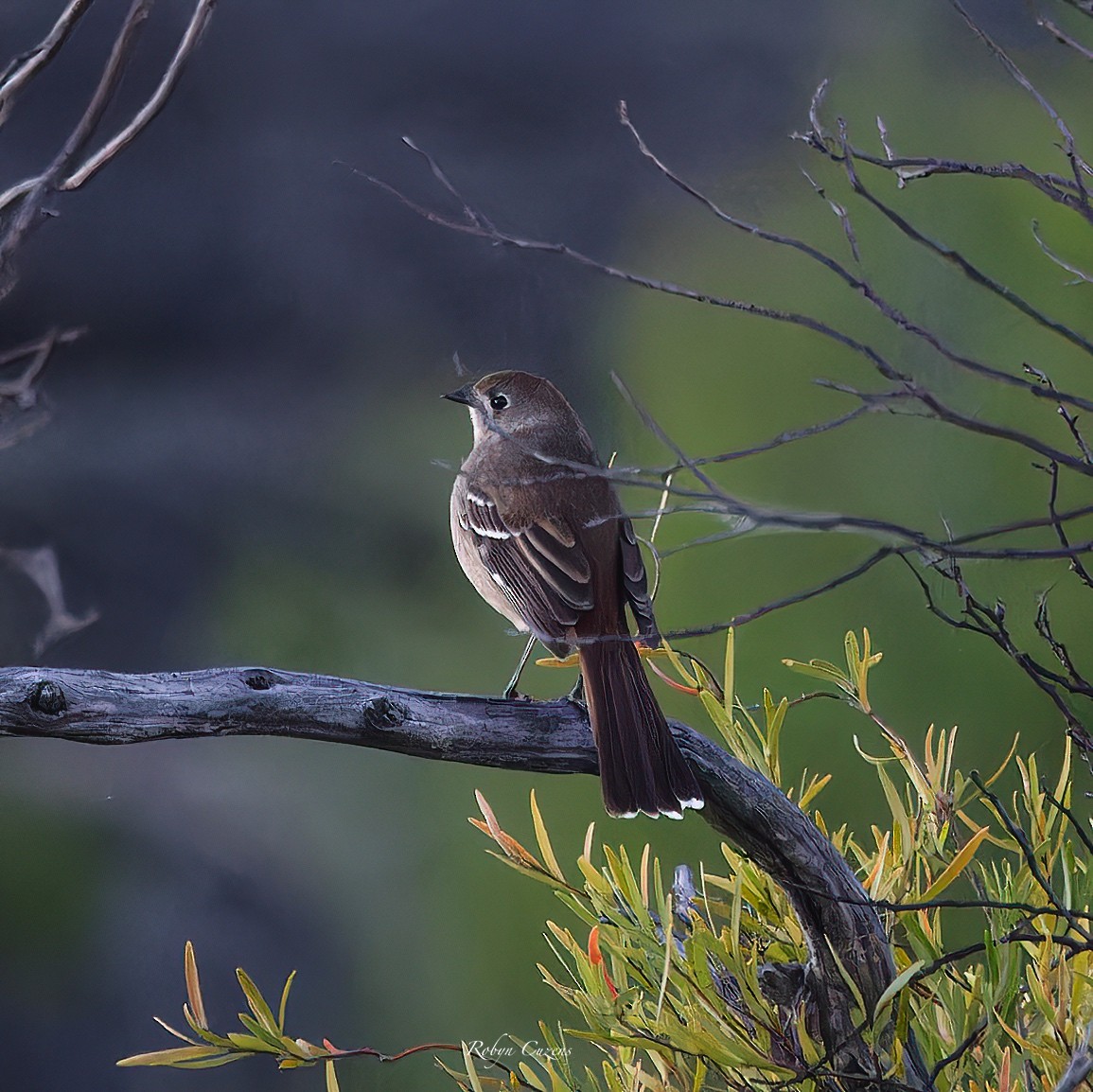 Southern Scrub-Robin - ML622873931